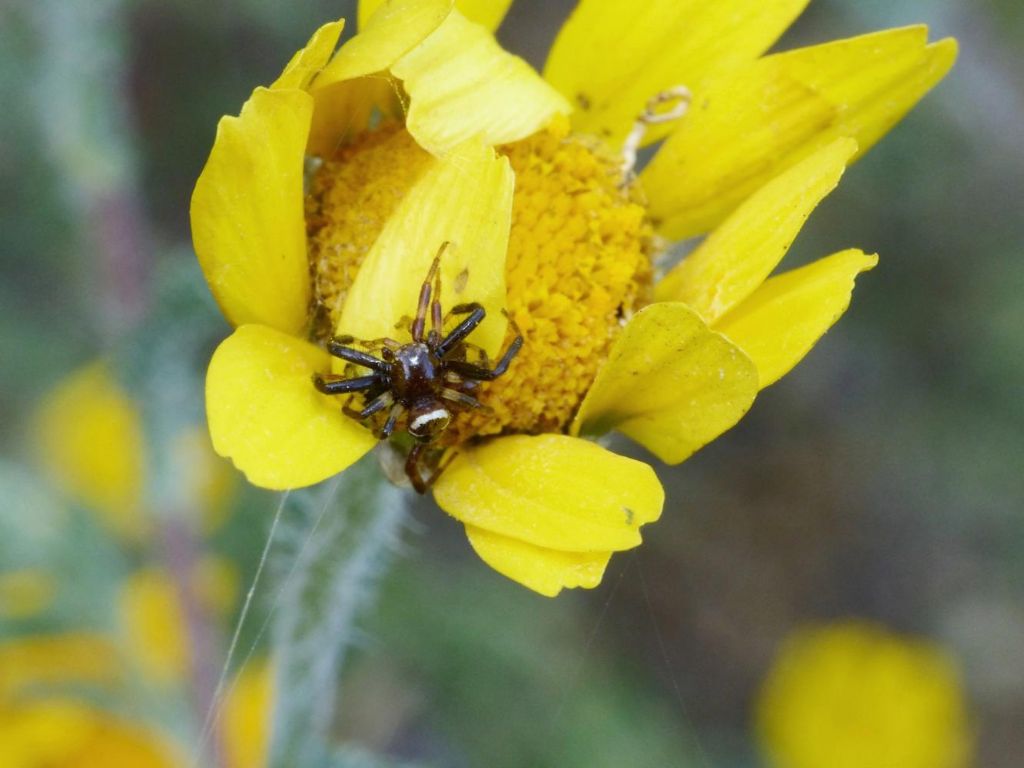 Synema globosum: accoppiamento